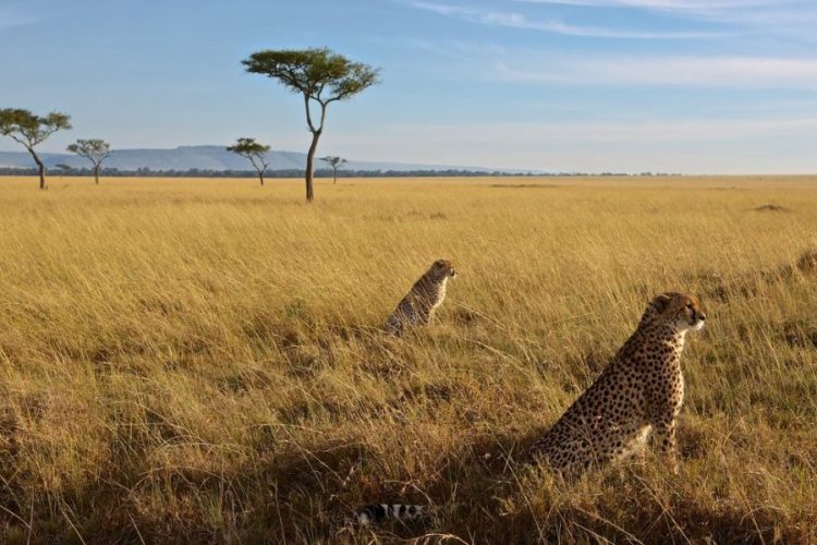 6 Days, 5 Nights Kenya Cheetah Safari