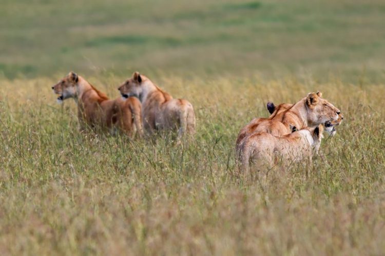 3 Days Masai Mara Paradise Safari
