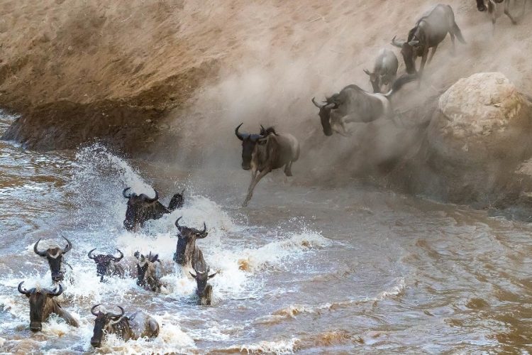 5 Days Lake Nakuru & Masai Mara Wildebeest Migration Safari