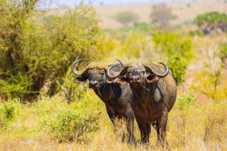 7 Days Tsavo to Rift Valley Kenya Safari