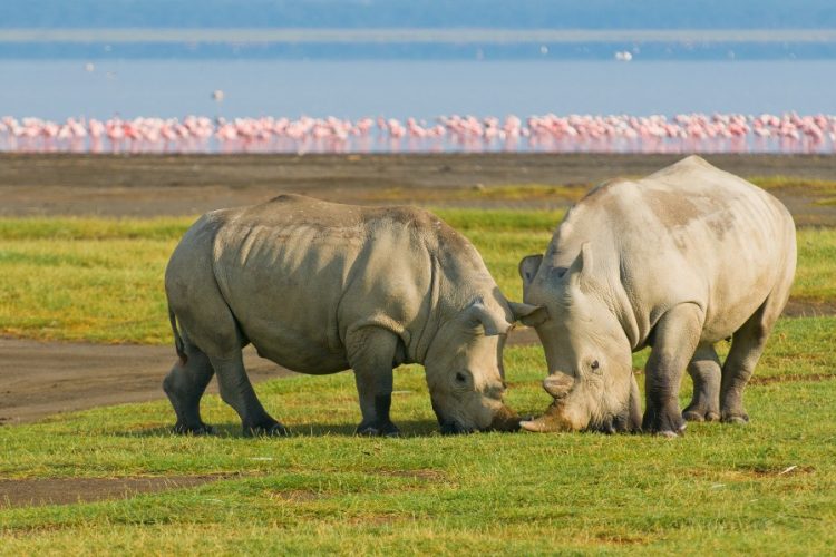 6 Days Sights & Sounds of Africa Safari