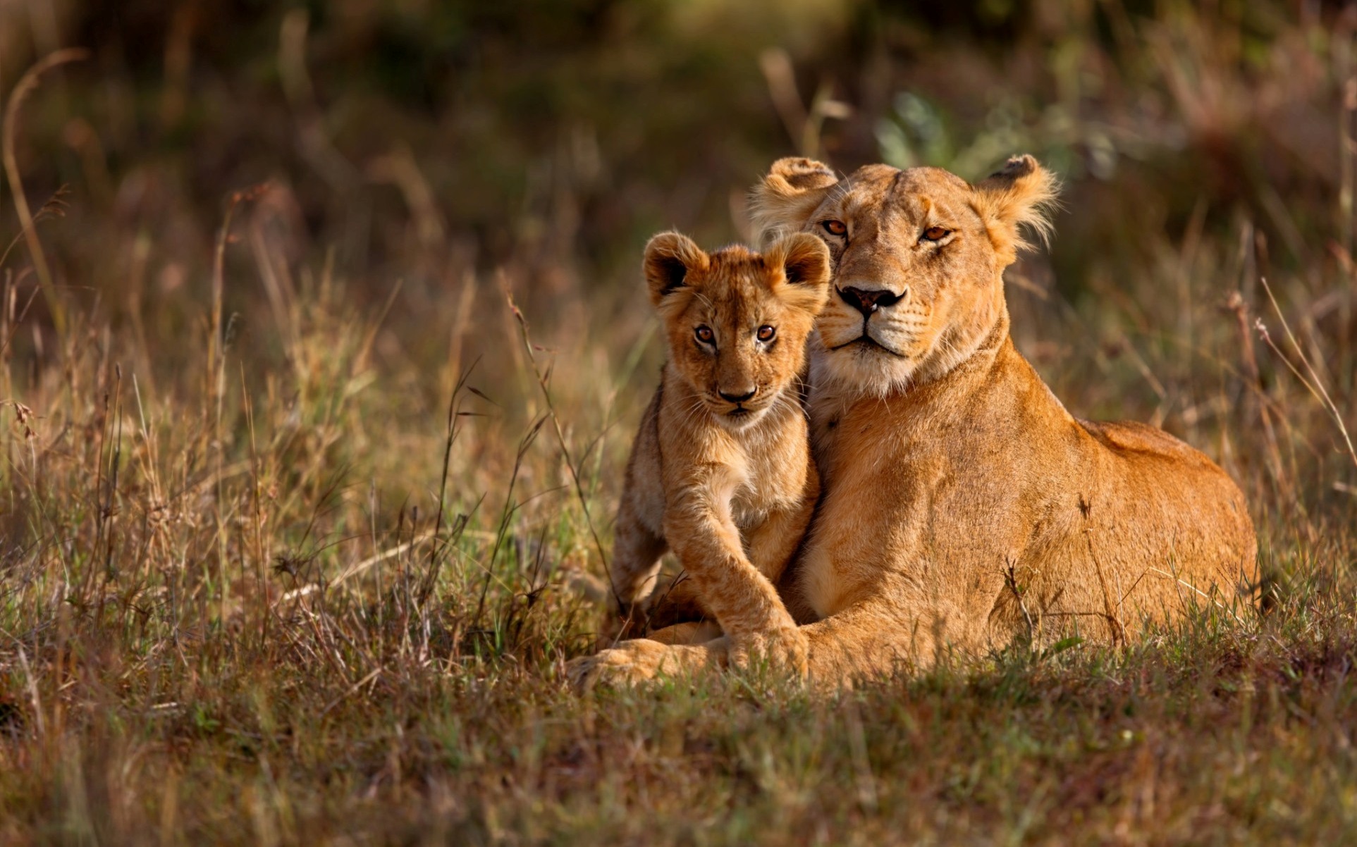 Masai Mara National Reserve