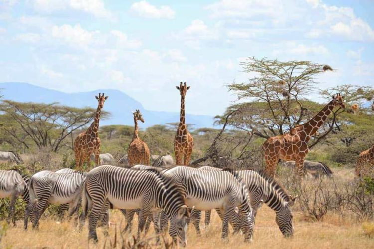 9 Days Wings Over Kenya Safari