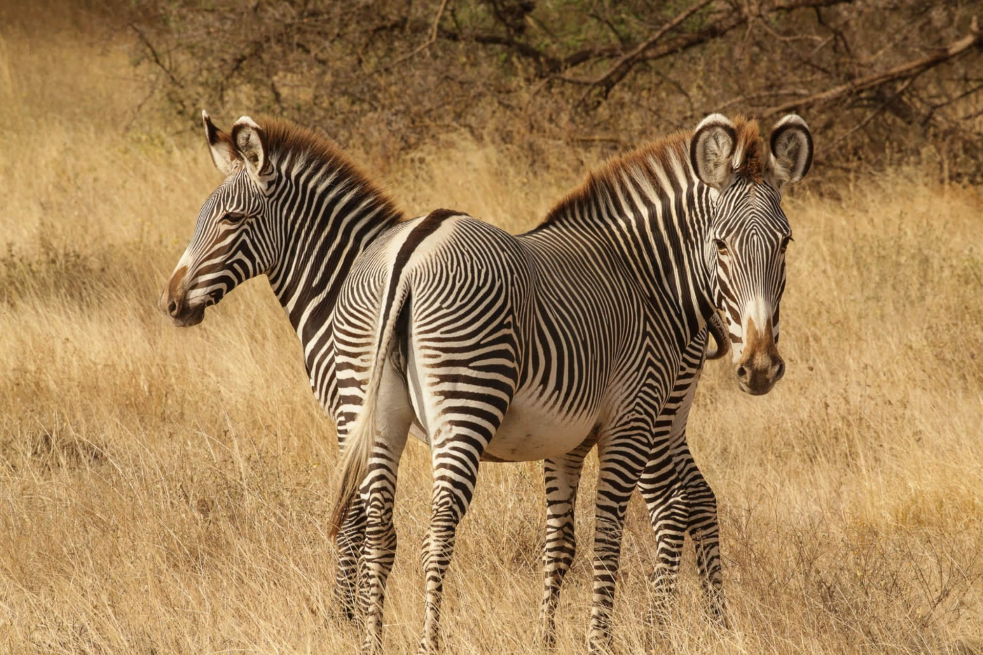 Samburu National Reserves