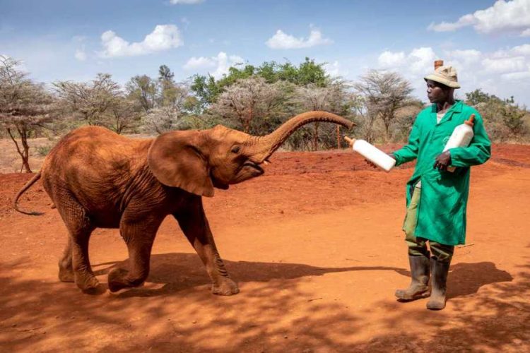 David Sheldrick Elephant Orphanage & Giraffe Center Day Tour