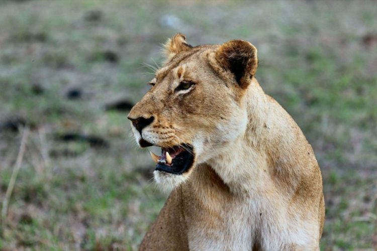 4 Days Masai Mara Simba Budget Safari