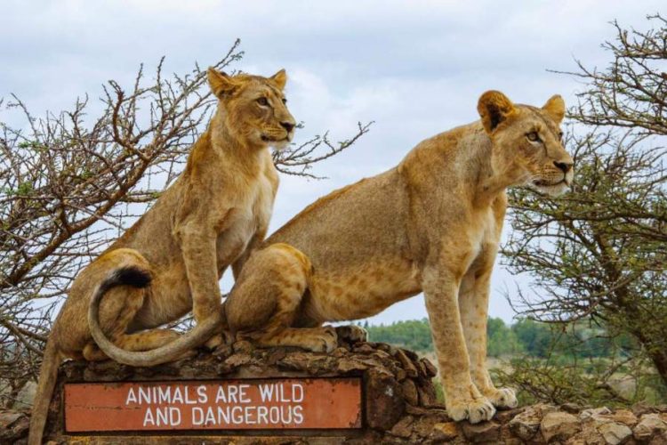 Nairobi National Park Half Day Tour